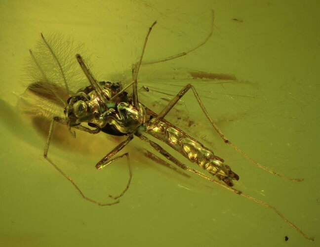 Detailed Fossil Fly (Chironomidae) In Baltic Amber #50563